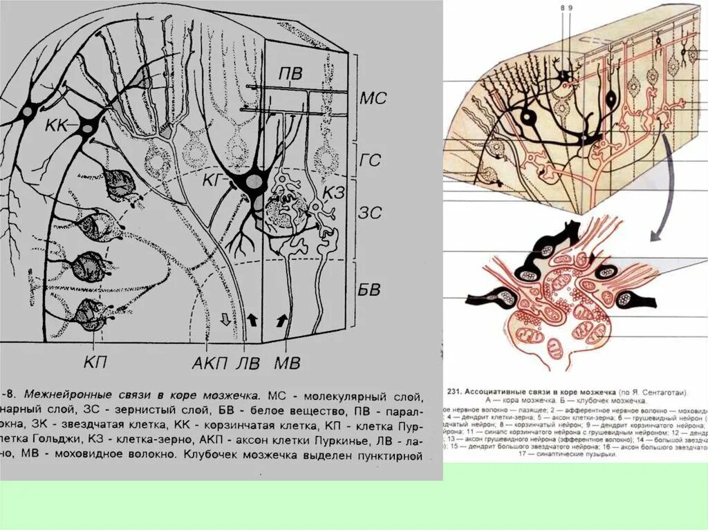 Ткань мозжечка. Схема межнейронных связей в коре мозжечка. Схема взаимодействия клеток коры мозжечка. Схема нейронный состав коры мозжечка. Схема строения мозжечка гистология.