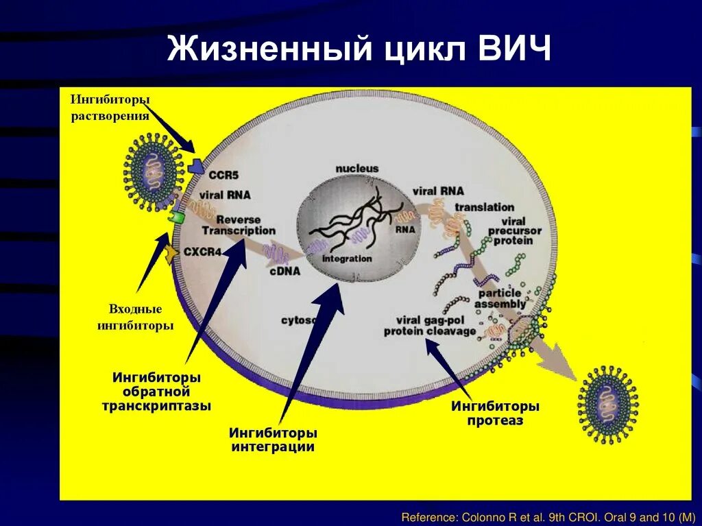 Этапы жизненного цикла вируса иммунодефицита человека. Стадии жизненного цикла вируса СПИДА:. Жизненный цикл вируса ВИЧ схема. Цикл развития ВИЧ схема.