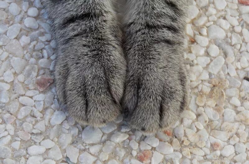 Что значит кот лапы. Лапка котика. кошачьи подушечки. кошачья лапа. лапка котенка подушечки.
