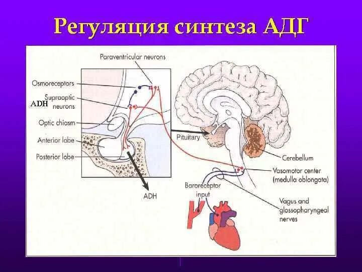 Антидиуретический гормон гипофиза. АДГ гипофиза. АДГ секреция гипофиз. Регуляция синтеза антидиуретический (АДГ). Антидиуретический гормон (АДГ).