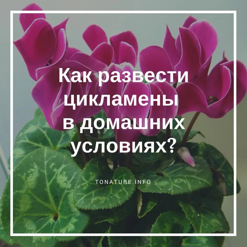 Как сохранить цикламен. Цикламен желтеют листья. цикламен отцвел. повял цикламен.