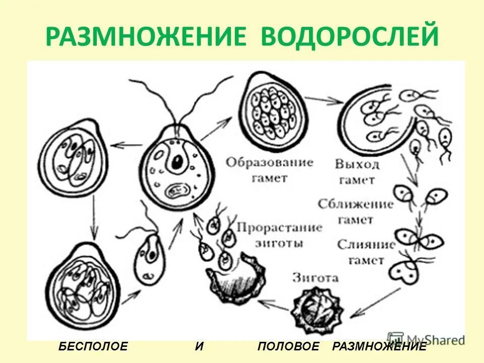 Критерии водорослей. Размножение одноклеточных водорослей.