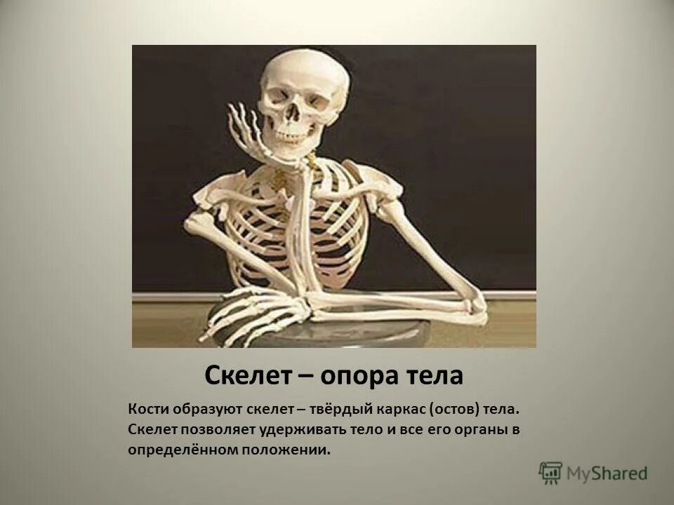 Скелет опора организма
