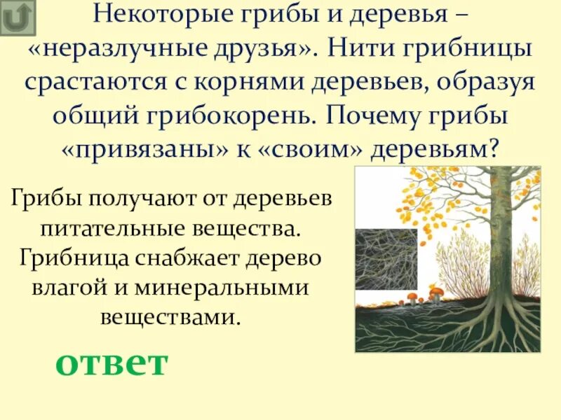 Нити срастаются с корнями деревьев