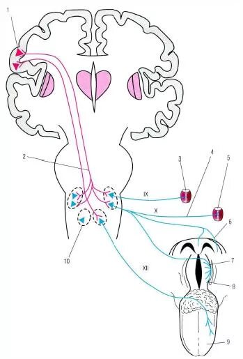 Языкоглоточный блуждающий нерв. Проводящие пути языкоглоточного нерва. Подъязычный нерв проводящий путь. Языкоглоточный нерв проводящие пути. Путь языкоглоточного нерва схема.