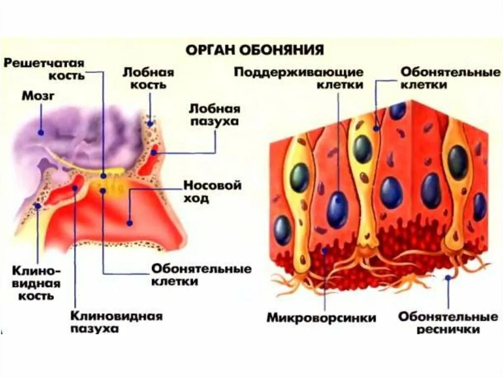 Поддерживающие клетки. Орган обоняния у человека анатомия. строение органа обоняния. строение органа обоняния рисунок. клетки обоняния.
