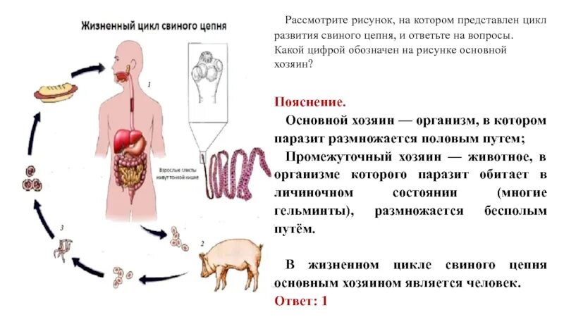 Какая стадия свиного цепня разовьется. Цикл развития свиного цепня основной хозяин. Свиной цепень жизненный цикл промежуточный хозяин. Промежуточный хозяин свиного цепня. Цикл развития свиной цепень.