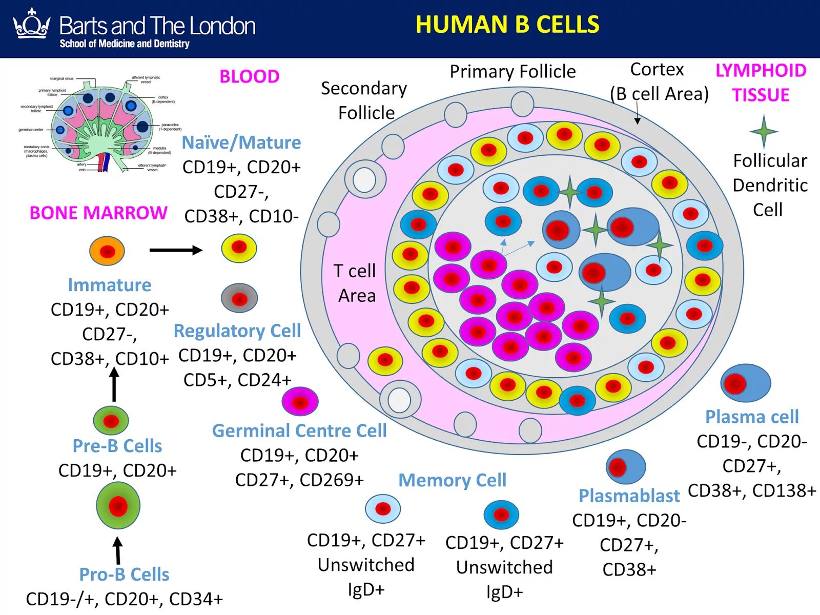 Memory b Cell. Pro-b Cells. Switched Memory b Cells. CD клетки.