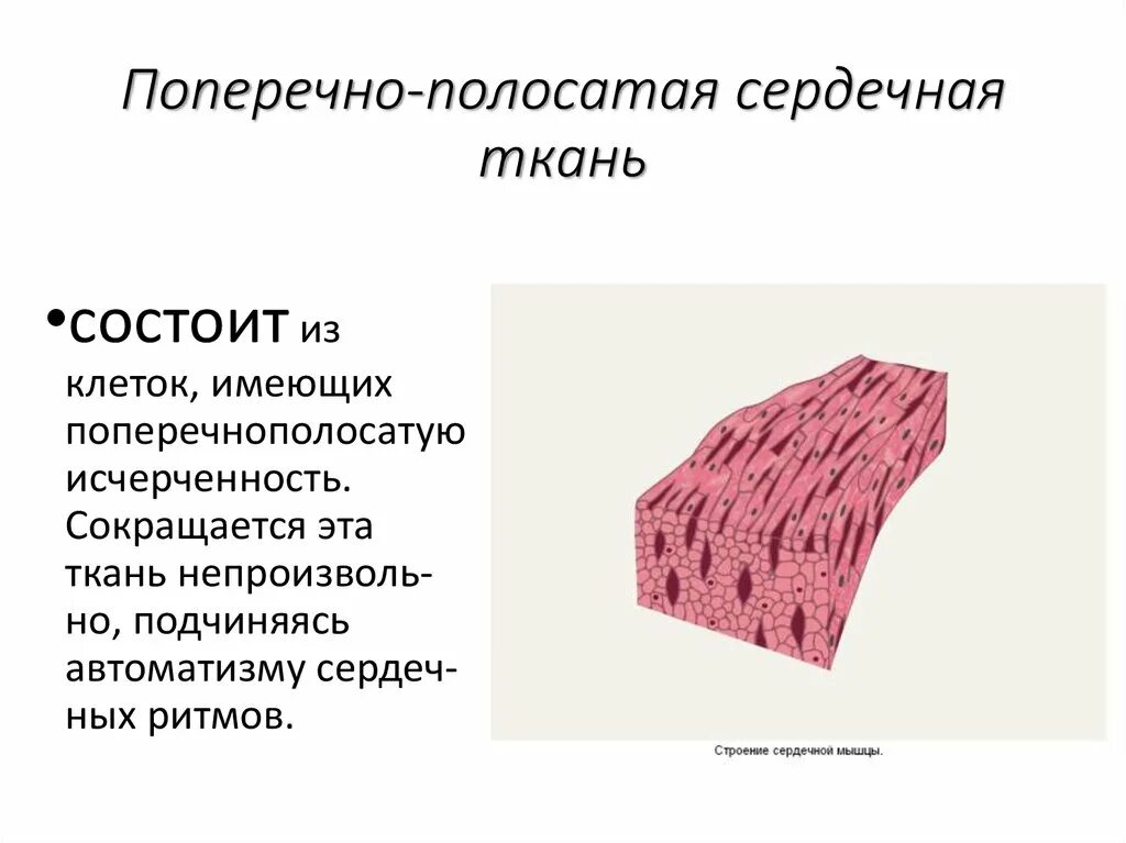 Состоит из клеток имеющих поперечную исчерченность. Сердечная поперечнополосатая мышечная ткань состоит из. Структуры сердечной мышечной ткани. Сердечная мышца состоит из:. МЗ поперечно прлосатой сердечной ткани состоит.