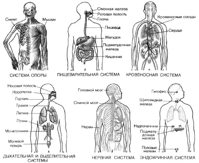 Схема систем органов человека 3 класс. Человек общий план строения систем организма. Организм человека система органов 3 класс. Система органов человека карточка 3 класс.