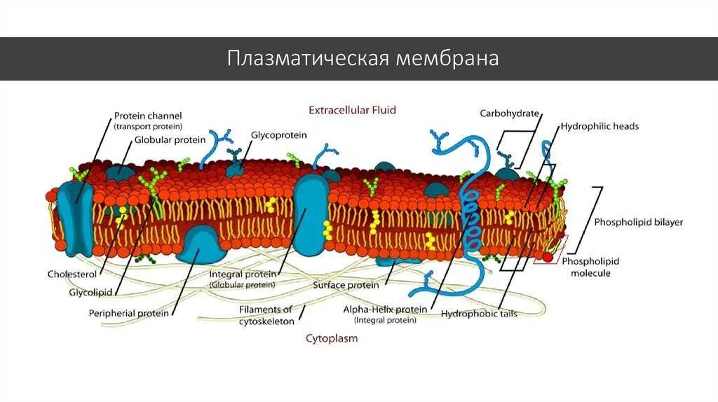 Плазматическая мембрана плазмалемма. Схема строения плазматической мембраны. 5. Строение плазматической мембраны. Гликопротеин плазматических мембран. Наружная и внутренняя мембрана клетки