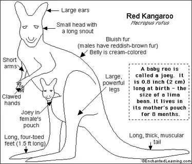 Kangaroo перевод на русский с транскрипцией