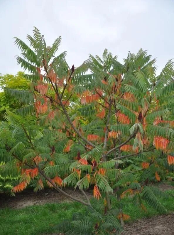 Дерево Сумах оленерогий. Сумах оленерогий Rhus typhina. Сумах гладкий (Rhus glabra). Сумах уксусное дерево.