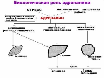 Роль адреналина в организме