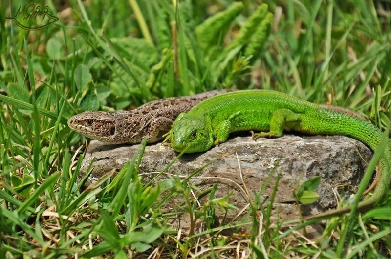 Ящерица живет в степи. Lacerta Agilis. Ящерица Луговая (Lacerta praticola). Кавказская прыткая ящерица. Зеленая прыткая ящерица.