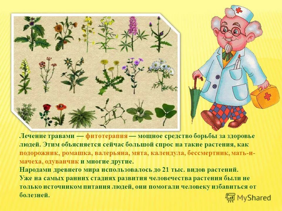 растение символ бед. волокнистые растения. люди растения как называются. люди растения как называются. растения красной книги россии женьшень.