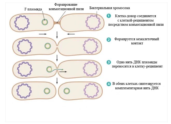 Исследователь трансформировал клетки бактерий плазмидой содержащей ген. Конъюгация инфузорий схема. Процесс конъюгации у бактерий. Плазмида бактериальной клетки. Размножение бактерий конъюгация.