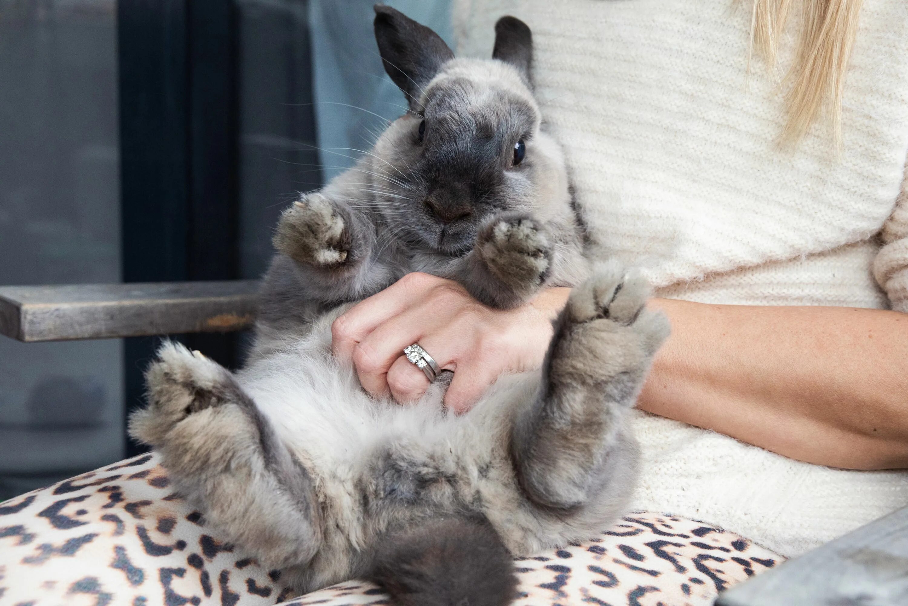 I a pet rabbit. Кот и кролик. Котики и кролики в домашних условиях. Красивые кролик и кот. Идеальные животные.