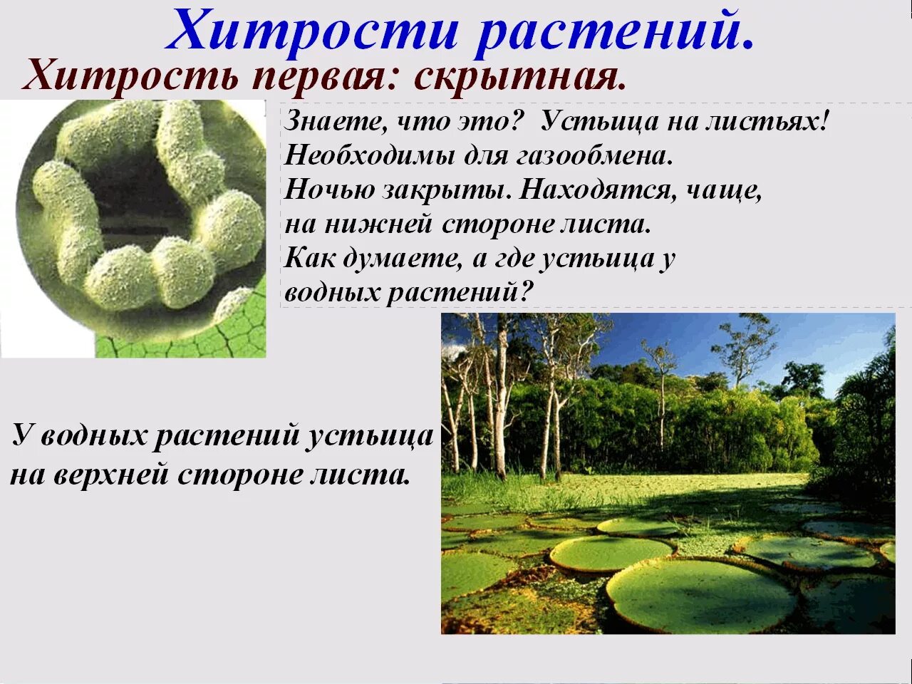 Приспособленность растений к среде. Гидрофиты адаптации приспособления. приспособления водных растений. приспособленность растений к водной среде.