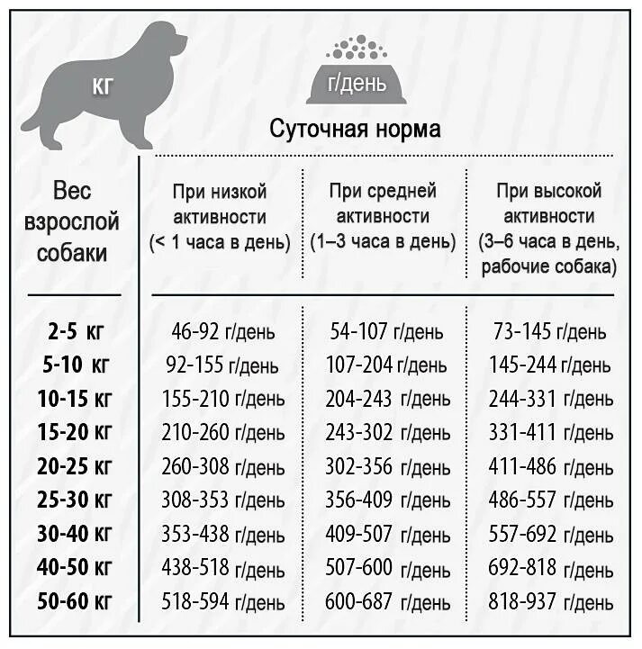 Сколько нужно есть собаке