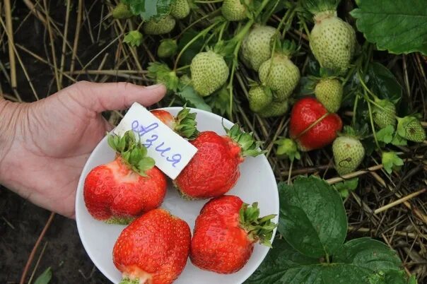 Урожайность клубники азия. Клубника Зенга Зенгана. Рассада клубники Зенга Зенгана. Земляника Садовая Зенга Гигана. Саженцы клубники Зенга Зенгана.