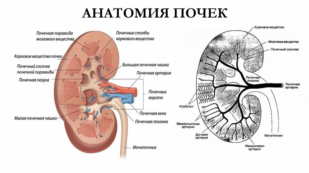 Строение почки почечные ворота. Строение почки почечная пирамида. Строение почки почечная лоханка. Строение почки почечные чашечки.