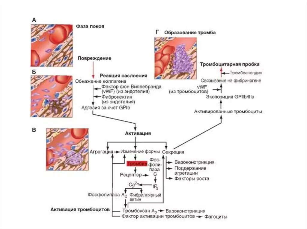 Схема двух фаз свертывания крови тромбообразования. Образование тромба механизм тромбоцитов. Схема образования тромбоцитарного тромба. Тромбоциты этапы свертывания крови. Образование тромба попадание факторов