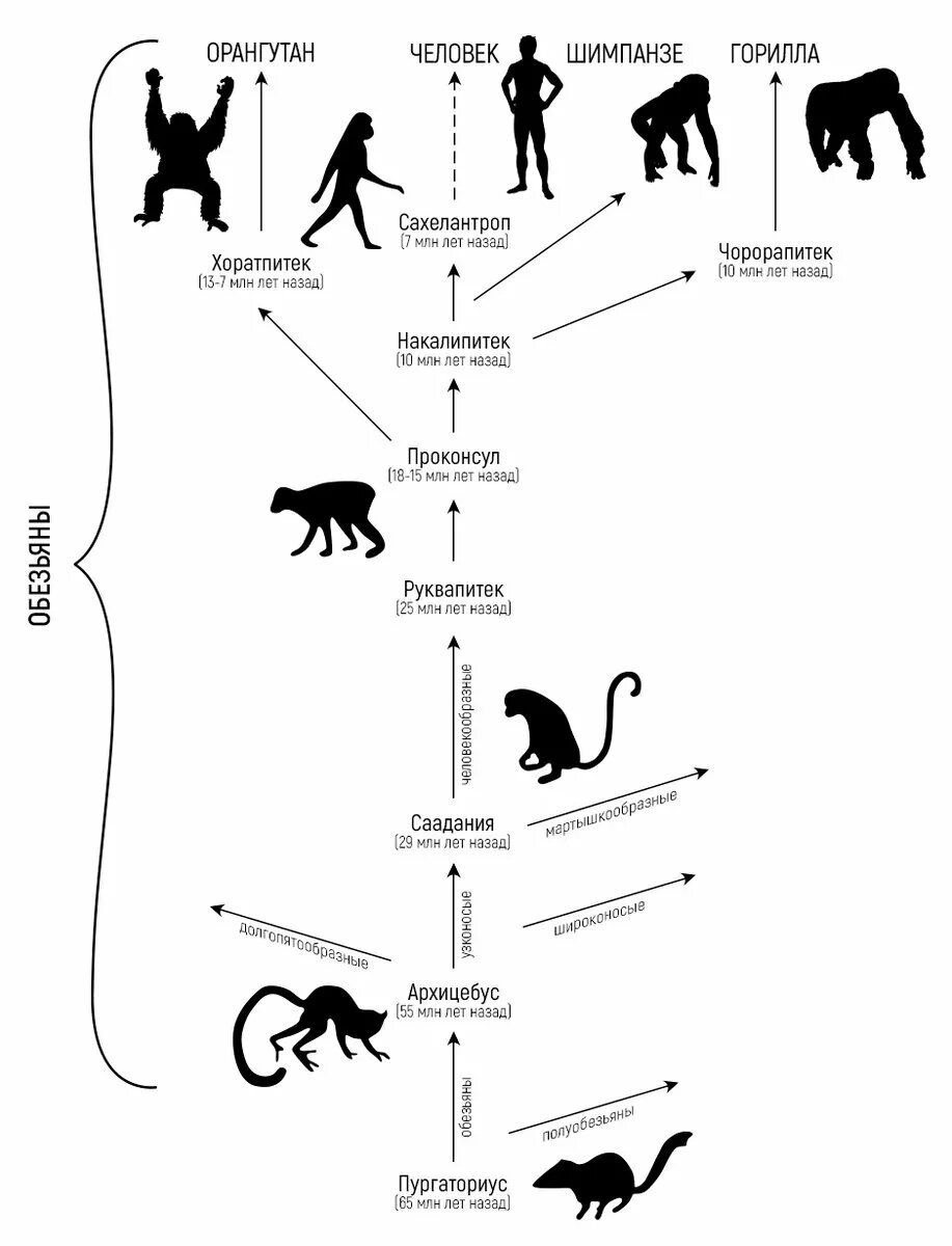 Схема эволюции развития человека. Эволюционные схемы происхождения человека. Эволюционное Древо приматов и человека схема. Схема развития приматов.