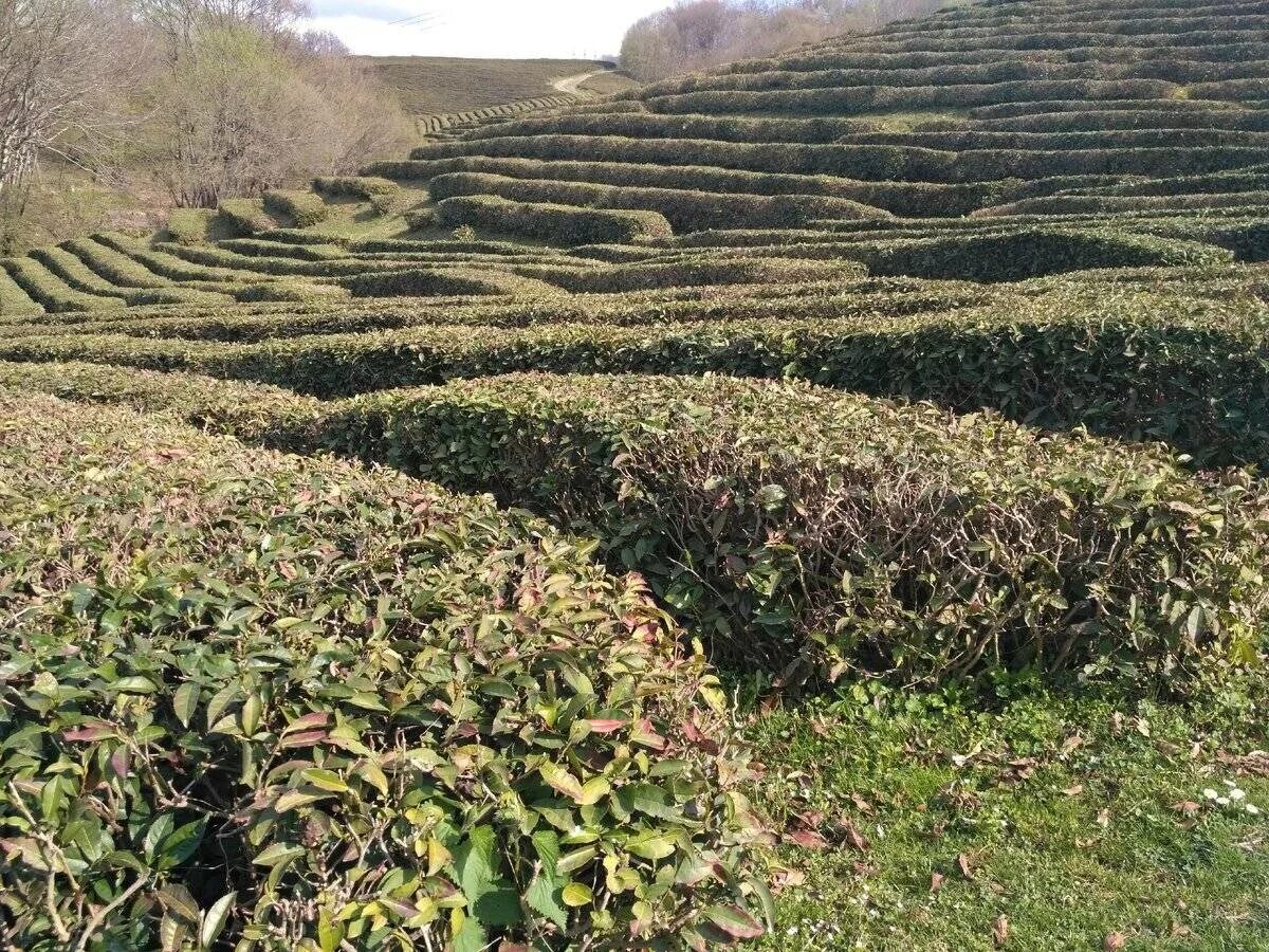Что хорошо растет в россии. Мацеста чайные плантации. Краснодарский чай плантации. Чайные плантации в Краснодарском крае. Чайные плантации Мацесты Сочи.