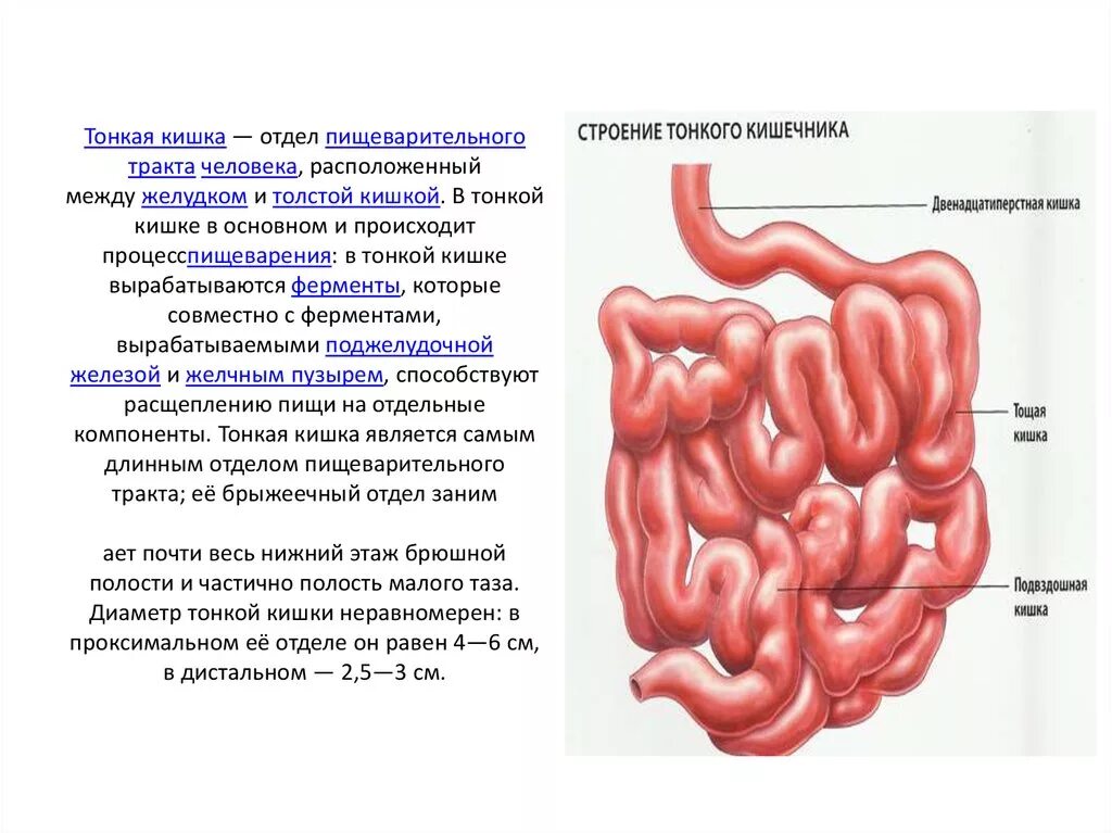 Тонкая кишка строение и функции анатомия. Кишечник анатомия строение тонкая кишка. Функции тонкой кишки анатомия. Строение и функции тонкого отдела кишечника.