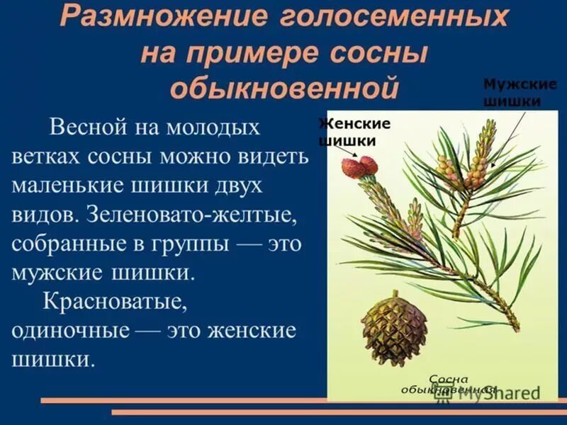 Словосочетание сосновую шишку. Голосеменные растения сосна обыкновенная. Размножение голосеменных хвойных. Строение шишки сосны ( голосеменного растения. Размножение голосеменных сосна.