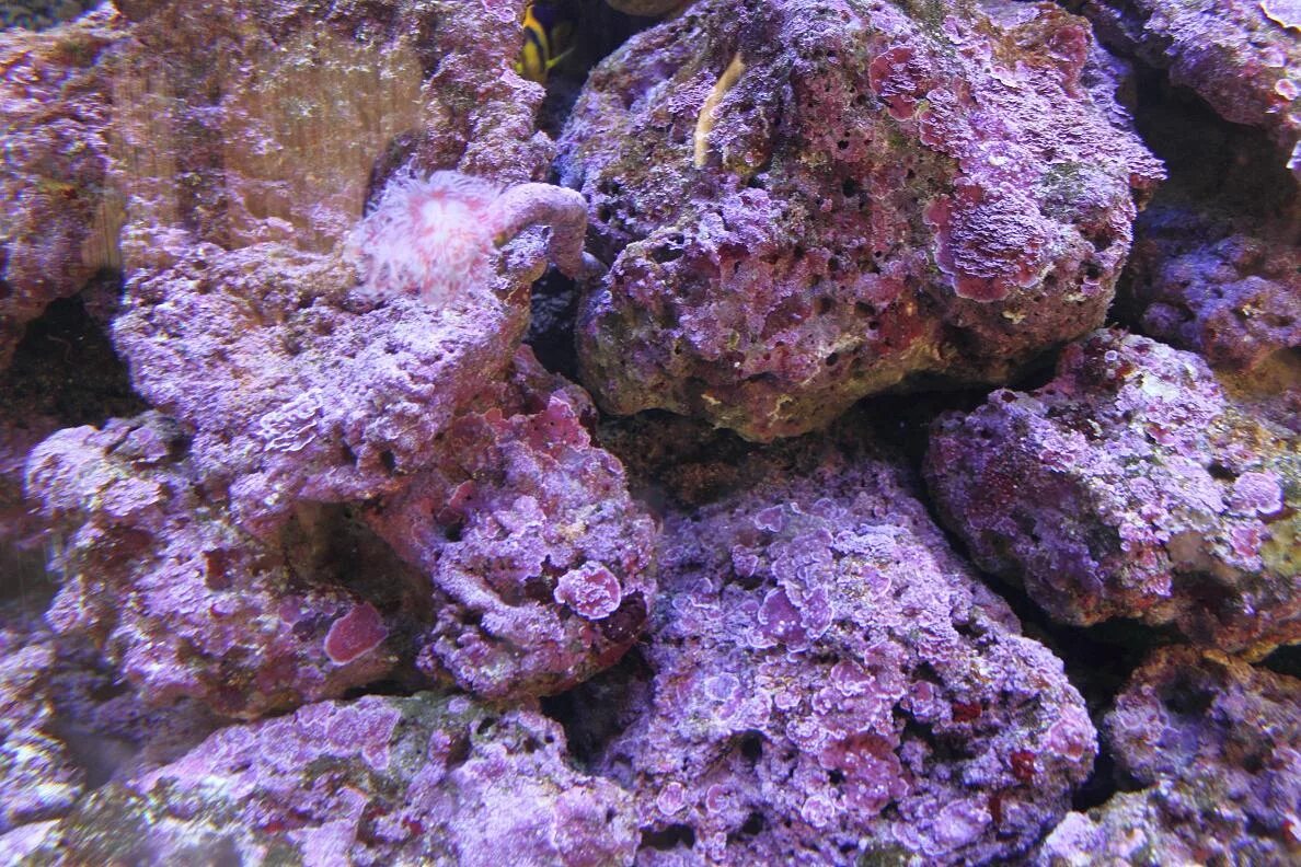 Живые камни для морского аквариума. Морской аквариум камни.