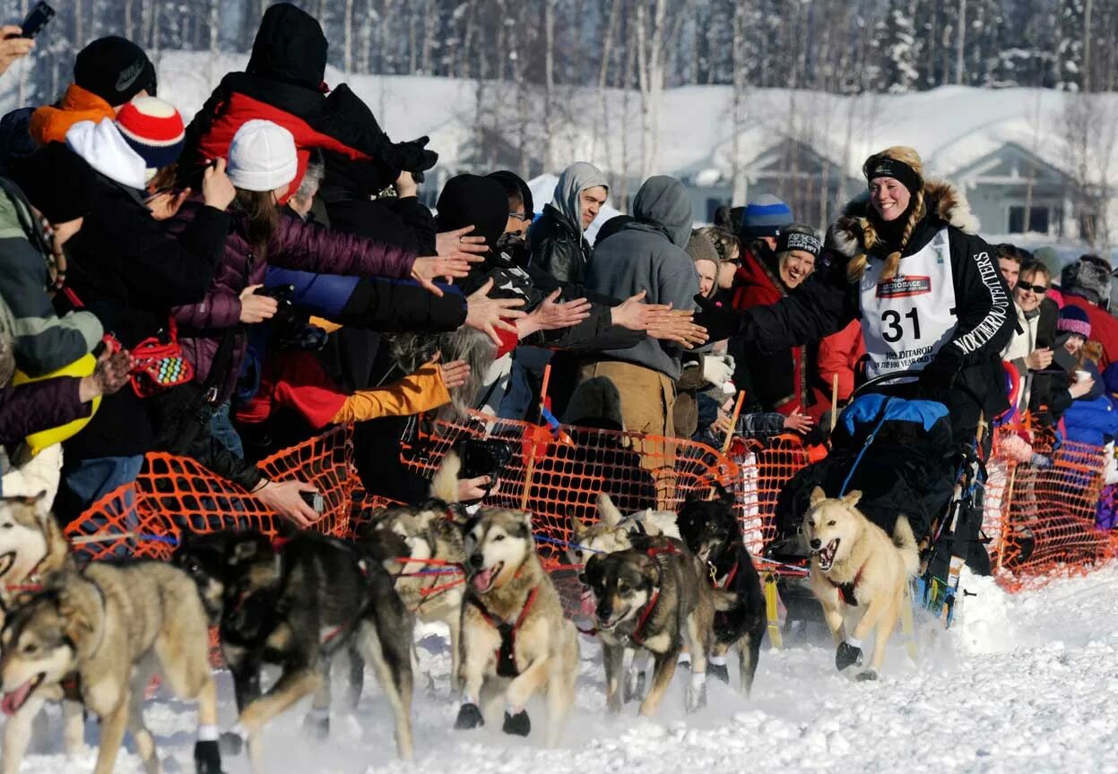 Гонки на собачьих упряжках на Аляске. Канада гонки на собочьх у. Гонка на собачьих упряжках «Идитарод»,. Гонка Айдитарод. Гонка аляска