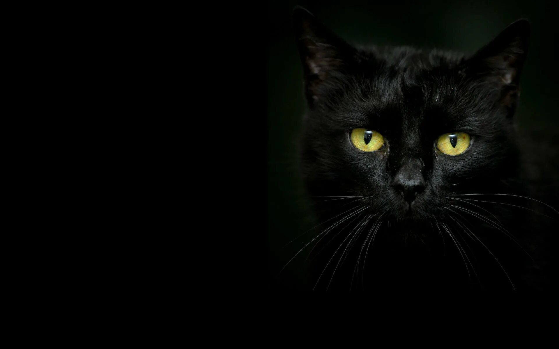Черных картинках. Чёрный кот. Черный. Черный кот фото. Черный рабочий стол.