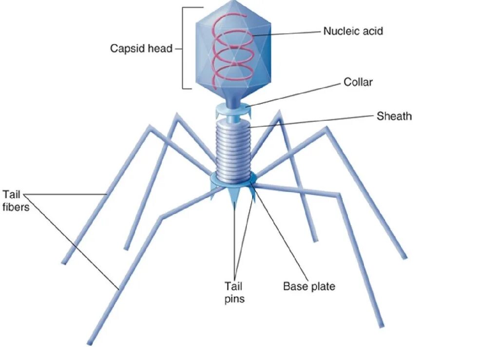 Create virus