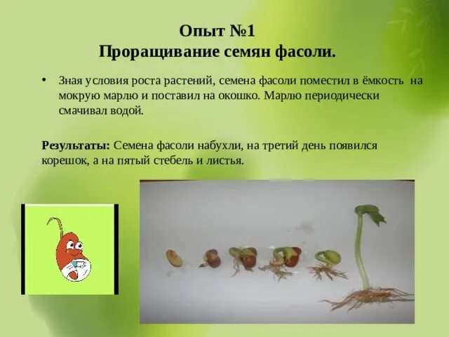 Наблюдение за ростом и развитием фасоли. Семена фасоли эксперимент проращивание. Лабораторная работа по биологии прорастание семян. Опыт прорастания семян фасоли. Семена фасоли прорастание.