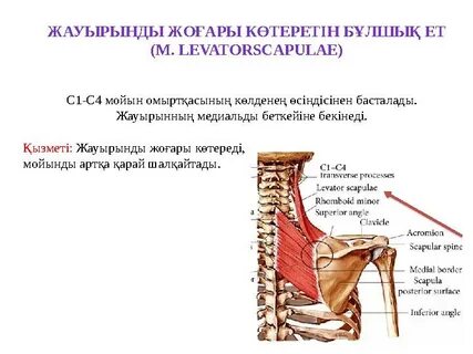Секс туралы бейне көру