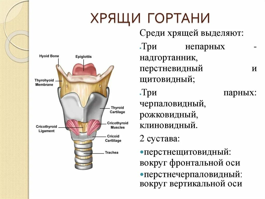 В какую систему органов входит гортань. Строение гортани парные хрящи. Строение гортани клиновидный хрящ. Перечислить непарные хрящи гортани. Хрящи гортани клиновидный парные.