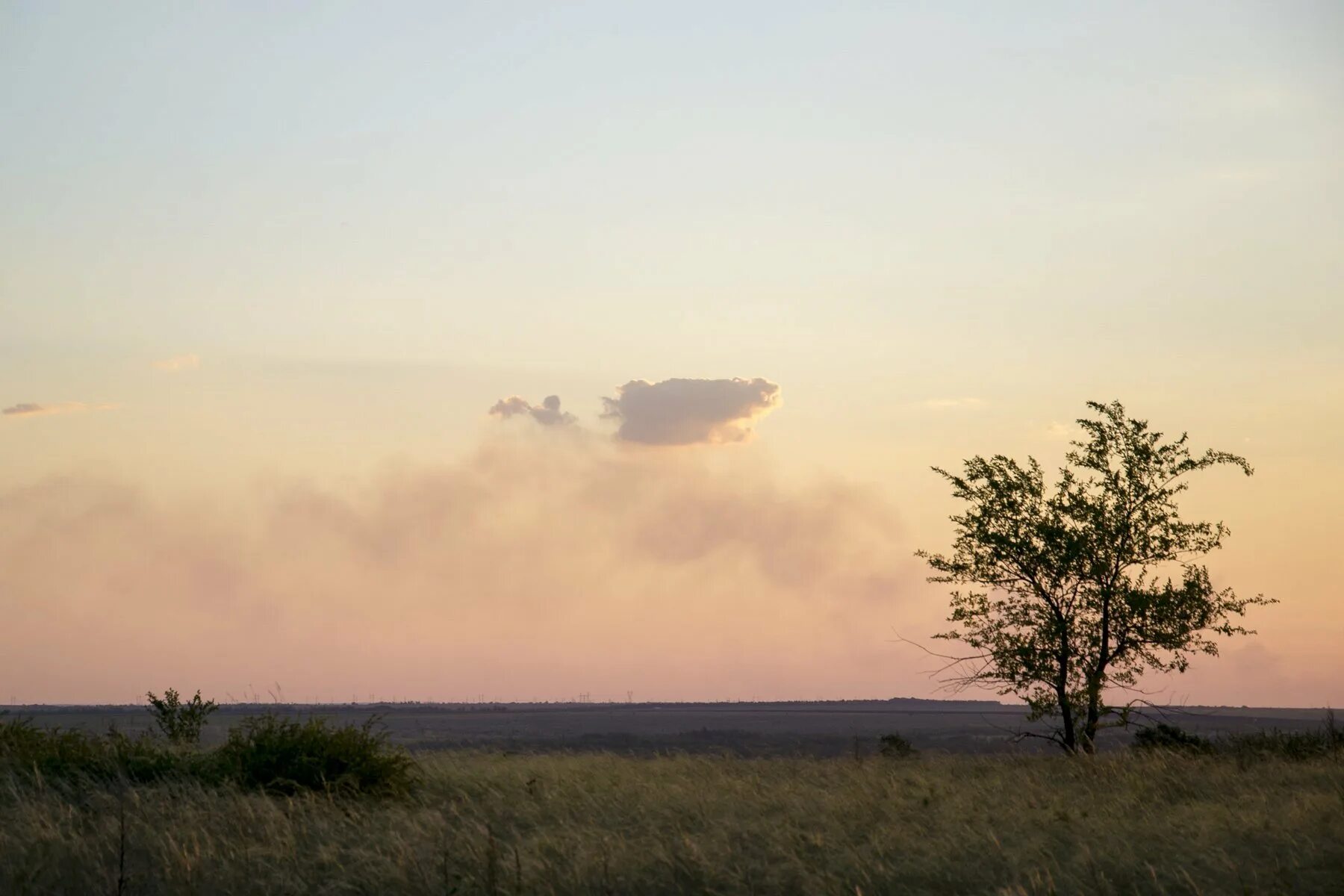 полынь степная крымская. ростовские поля с пшеницей. пахнет степь. ах лето красное. сальские степи ростовская область.