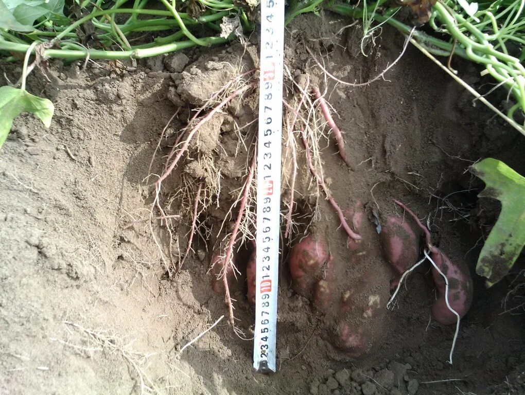 Глубь корень. Корневая система картофеля. Картофель глубина корневой системы. Глубина посадки картофеля.
