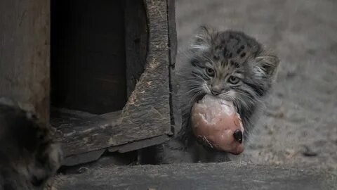 Котята манула в новосибирском зоопарке