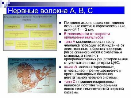 Нервные волокна передают сигнал