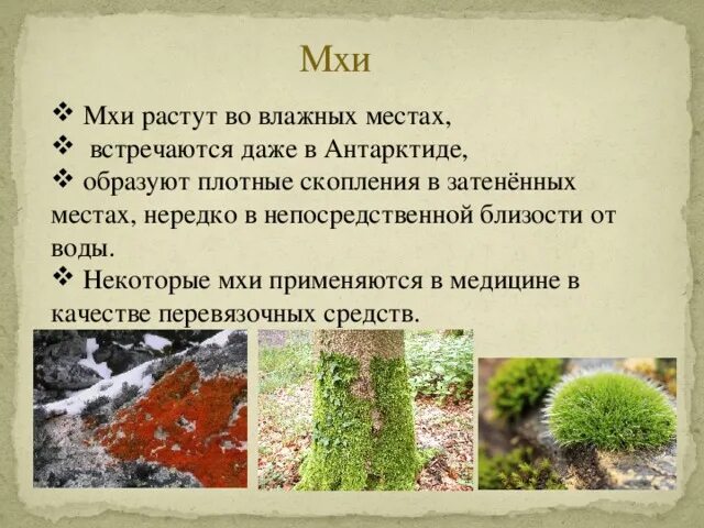 Почему мхам нужна вода. Почему мхи растут во влажных местах. Мхи используют для поиска месторождений. Мхи имеют. Мхи используют для очистки сточных вод для поиска месторождений чего.