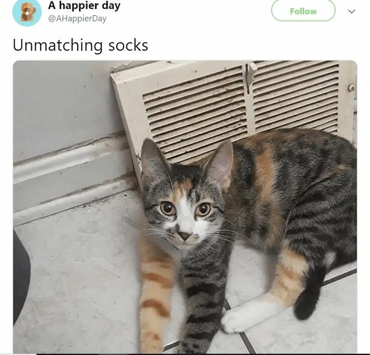 Это не моя кошка. Это не моя кошка. Смешные картинки с подписями. Кошачья любовь с надписями. Моя кошка.