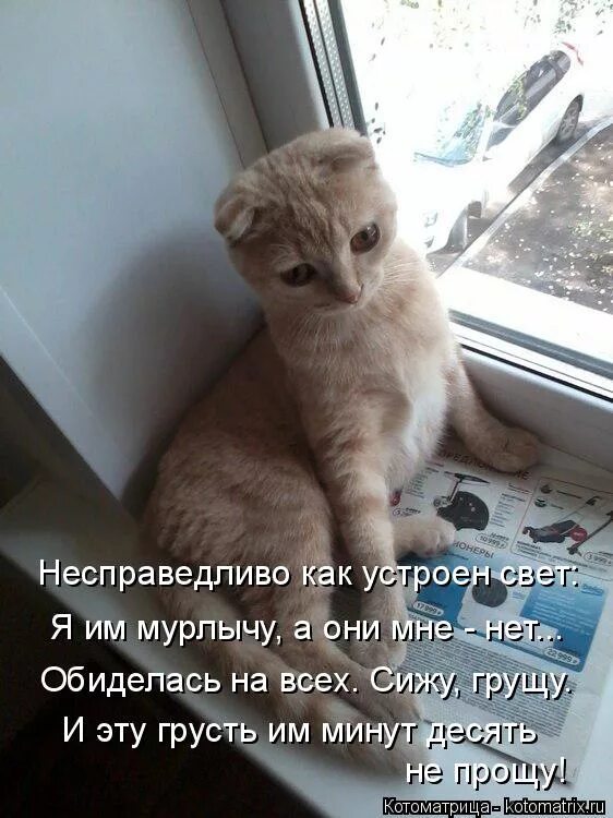 Сижу грущу. Сидит грустит. котоматрица грустное. открытка сижу грущу. я сижу грущу.