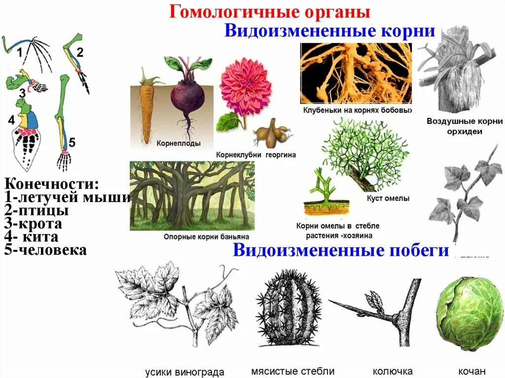 Видоизмененные листья и корни. Гомологичные органы. Гомологичные органы растений примеры. Аналогичные и гомологичные органы растений. Гомологичные и аналогичные органы примеры.