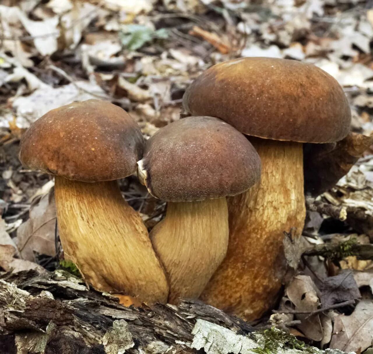 Боровик бронзовый Boletus aereus. Болет бронзовый (Боровик бронзовый). Белый гриб бронзовый Boletus aereus. Гриб Болетус Королевский. Боровик бывает