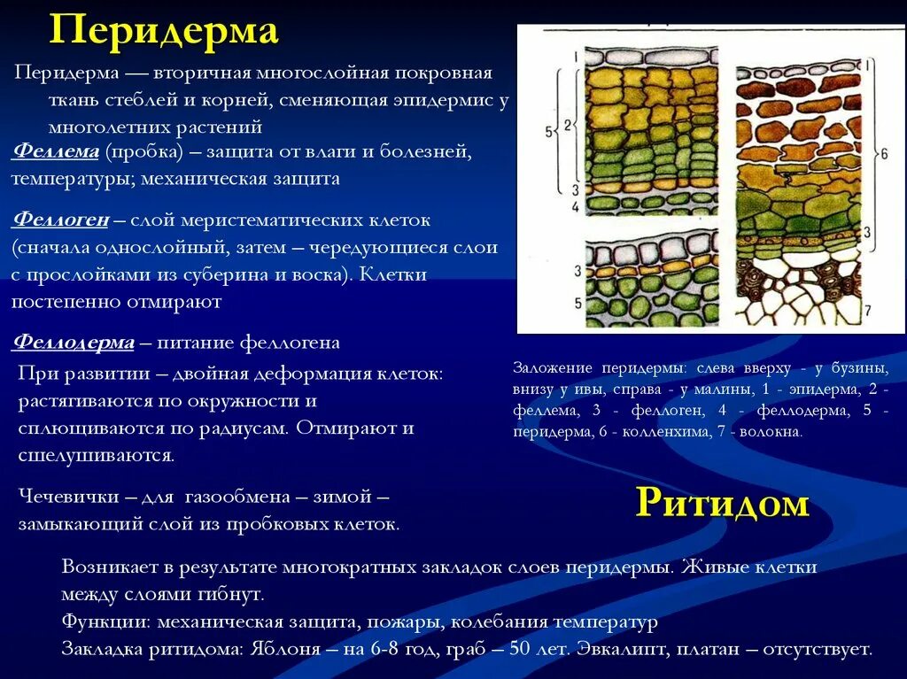 Образована живыми или мертвыми клетками. Перидерма с чечевичками. Перидерма клетки тканей растений. Феллоген феллодерма. Вторичная покровная ткань пробка феллема.