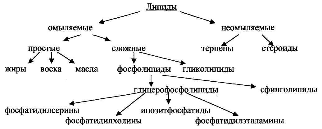 Связи липидов. Липиды омыляемые и неомыляемые схема. Классификация омыляемых липидов. Сложные омыляемые липиды классификация. Классификация липидов химия.