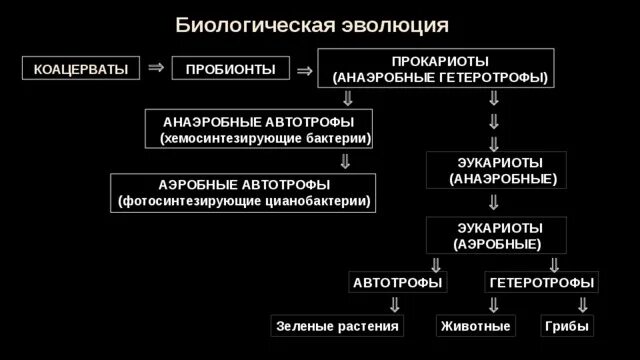 Установите последовательность этапов эволюции организмов. Этапы прокариота развития. Анаэробные гетеротрофные прокариоты. Прокариоты эукариоты автотрофы. Анаэробные гетеротрофы прокариоты.